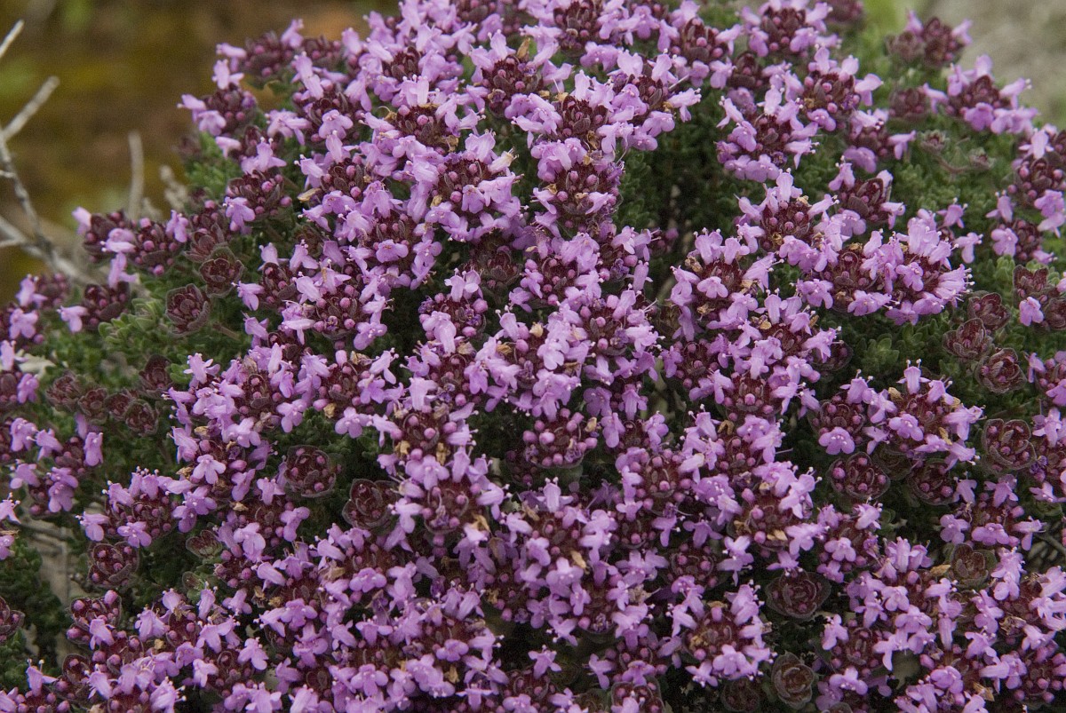 Thymus Camphoratus Camphor Thyme